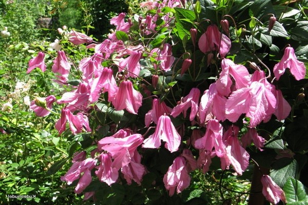 variedades de clematis