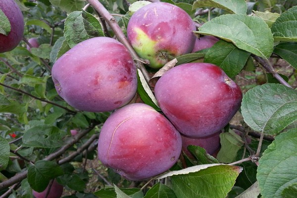 pommier alesya photo