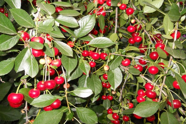 varieties of cherries