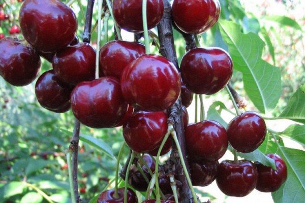 types of cherries