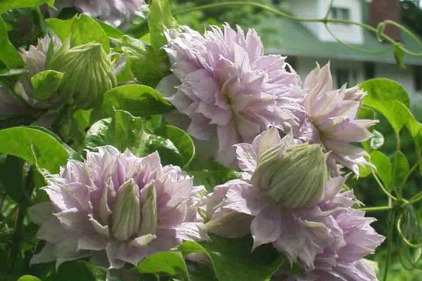 Descrição da Belle of Woking Clematis