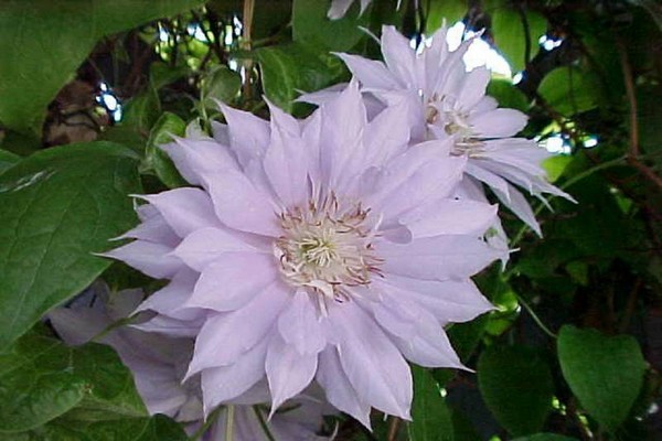 Descrição da Belle of Woking Clematis