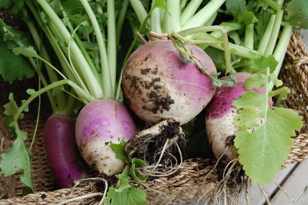 the difference between turnip and rutabaga