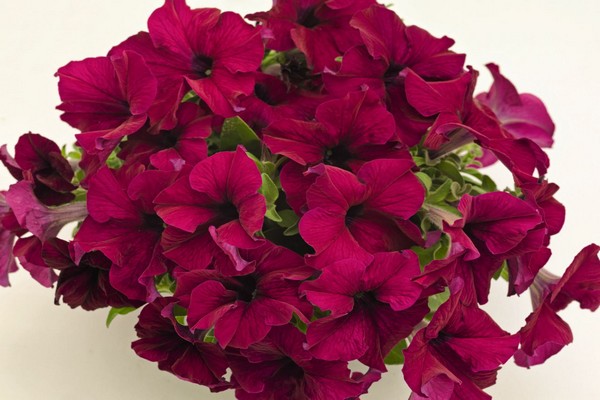 petunia success h d