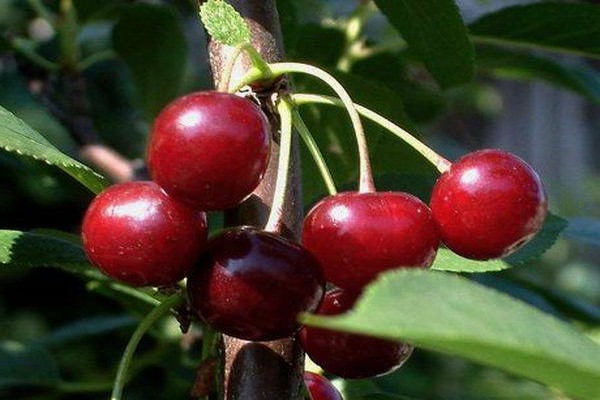 cherry varieties