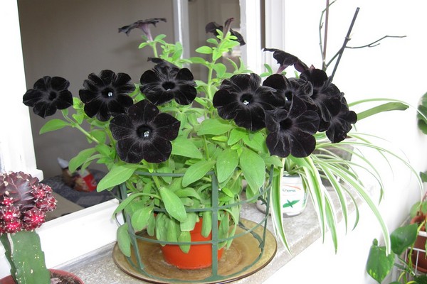 petunia black velvet