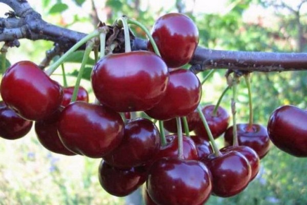 cherry varieties