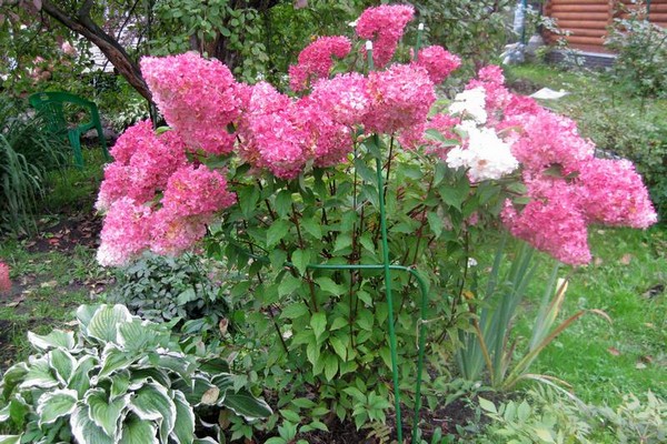 avis hortensia diamond rouge
