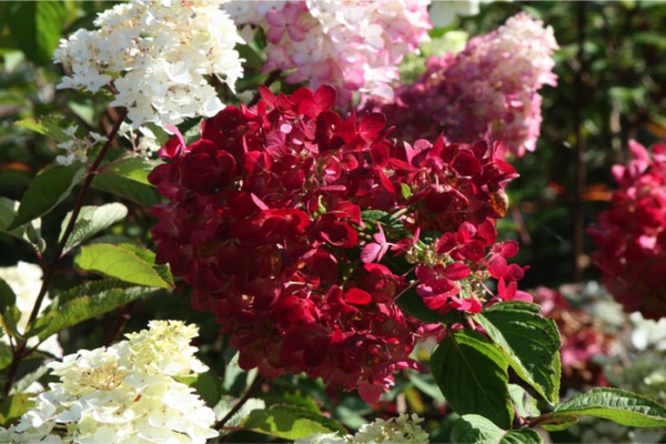 hortensia panicule diamant rouge