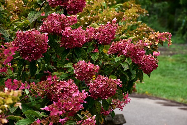 hortensia diamond rouge photo + et description