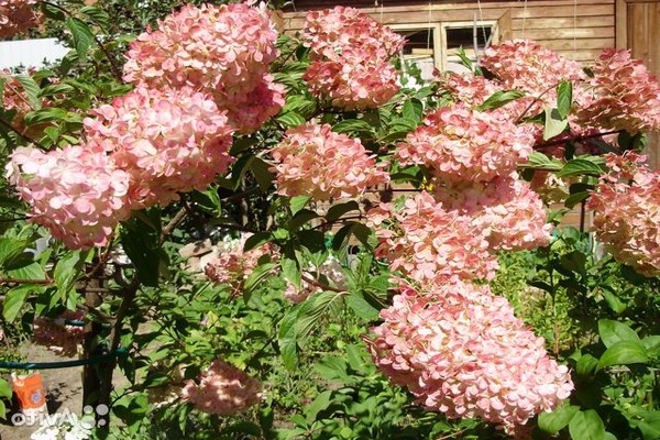 hortensia diamant rouge description