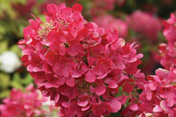 hortensia paniculata diamant rouge photo