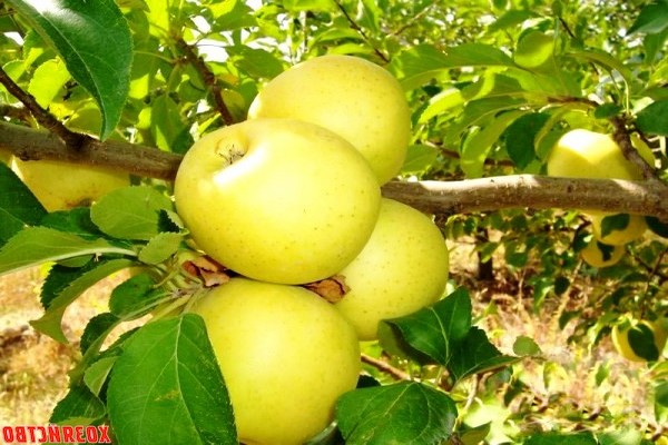 Apple Golden Delicious