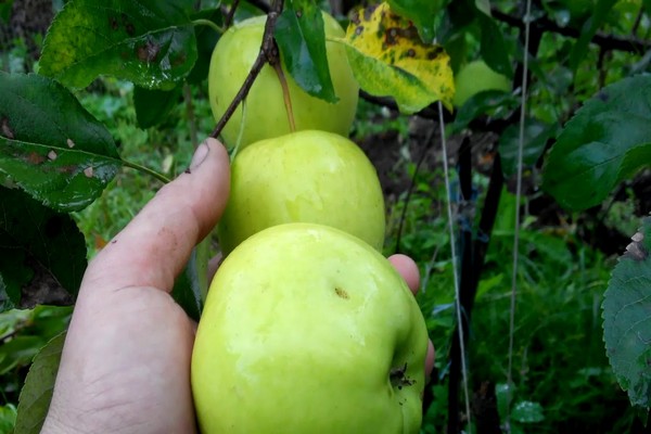 apple tree golden delicious