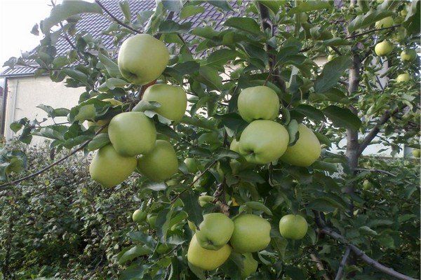 Golden Delicious description