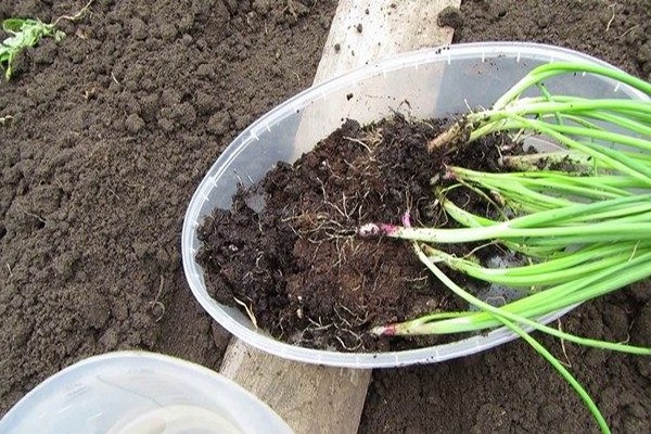 onion excision