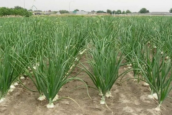 exhibition cultivation