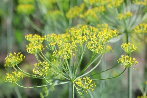 Fennel and dill