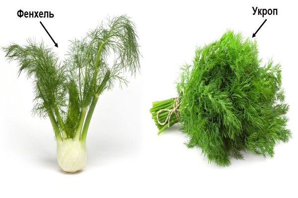 fennel or dill which is better