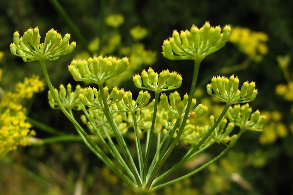 fennel and dill what is the difference