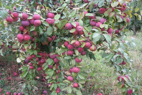 avis sur la pomme florina
