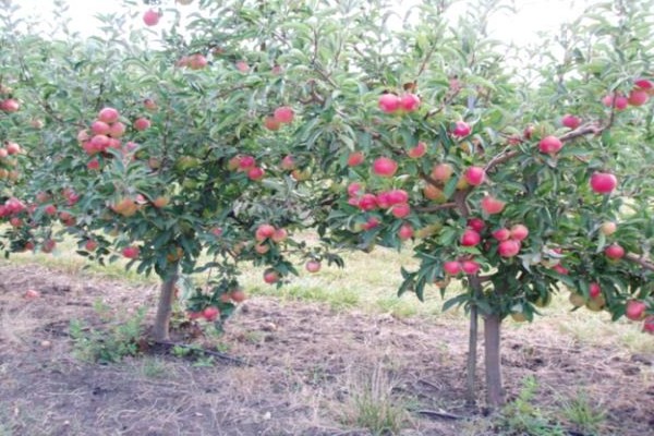 description du pommier florina