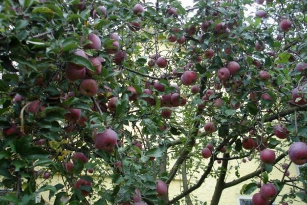 description du pommier florina