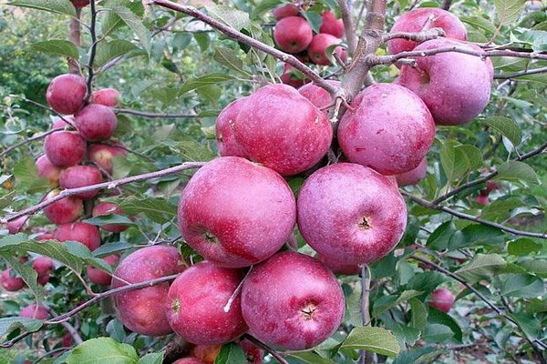 description de la variété de pomme florina
