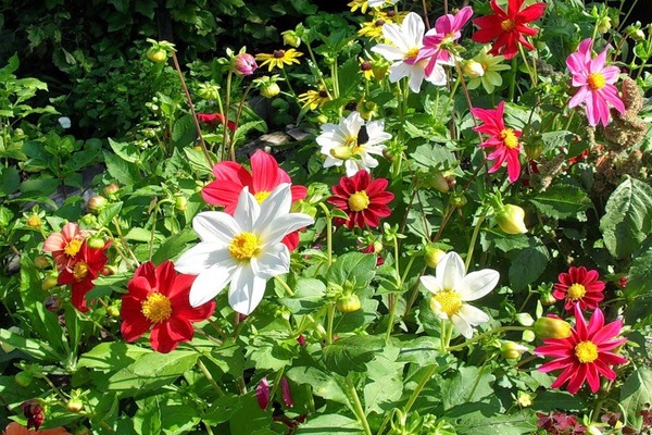 Dahlias annuelles Drôle de gars photo