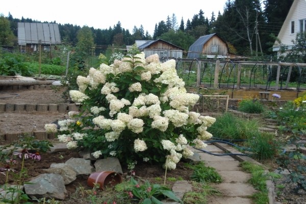 hortensia de jardin + dans l'Oural