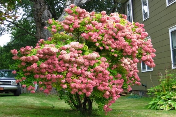 best hydrangeas
