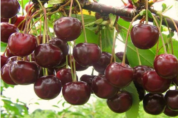 types of cherries