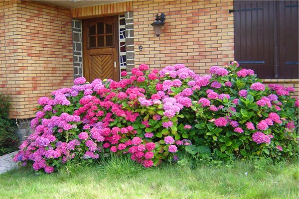 hydrangea varieties + with photo + and names