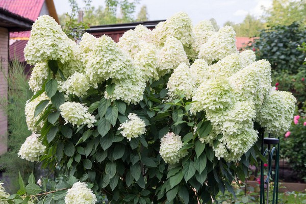 hydrangea varieties + with photo + and names