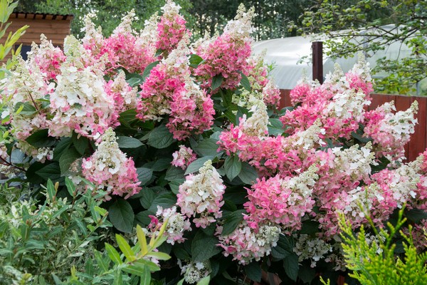 hydrangea varieties + with photo + and names