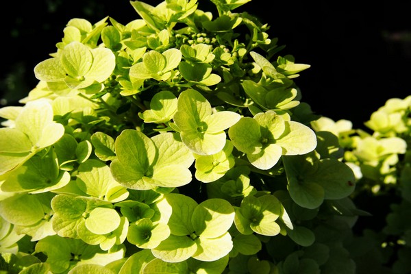 hydrangea varieties + with photo