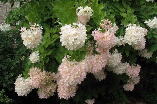 the best varieties of hydrangea