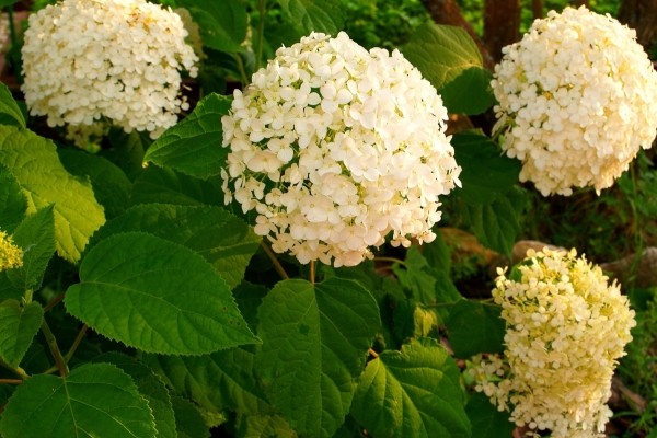 name of varieties of panicle hydrangea