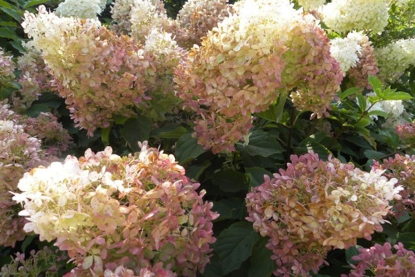 hydrangea variety description