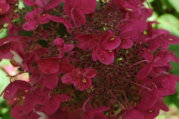 hydrangea variety description