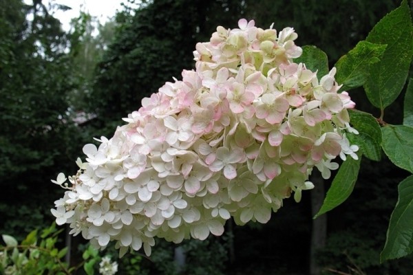 the best varieties of hydrangea