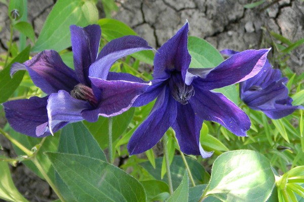 descrição de variedades de clematis