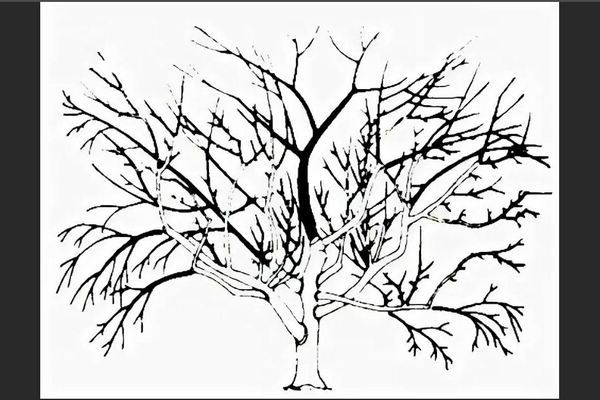 Wie man einen alten Apfelbaum im Herbst und zu anderen Jahreszeiten verjüngt