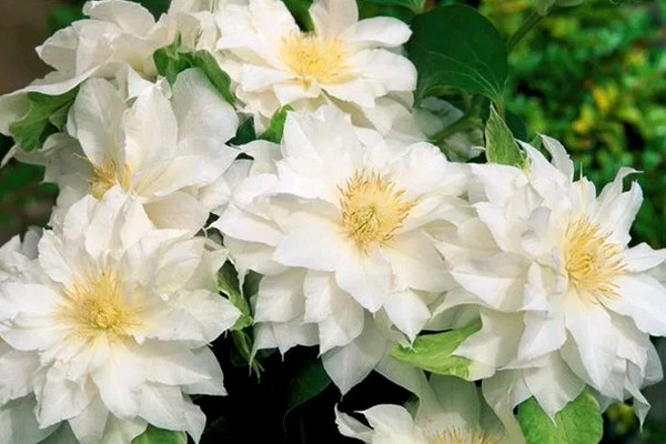 Variété Cassiopée
