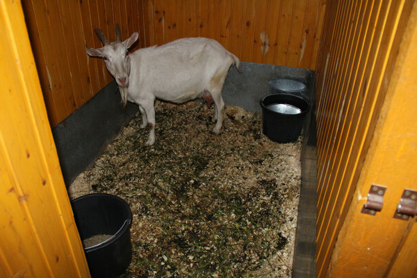La bouse de chèvre
