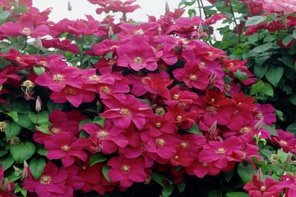 variedade de fotos + e nomes de clematis