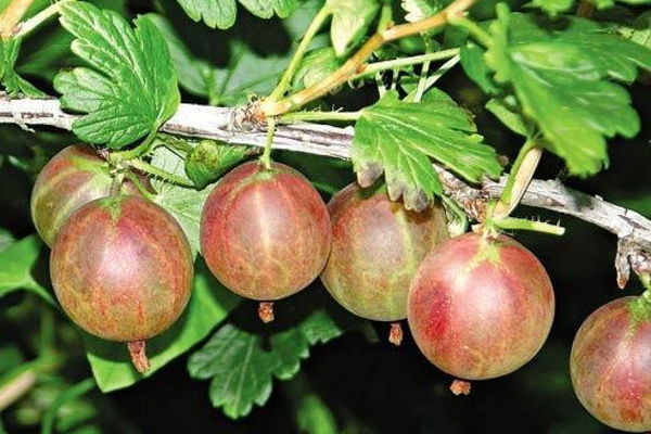 gooseberry tender