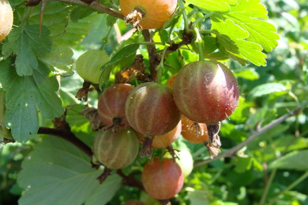 tender gooseberry variety description
