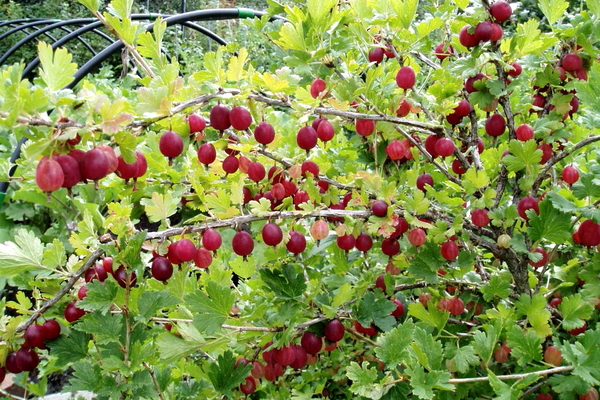 variété de groseille