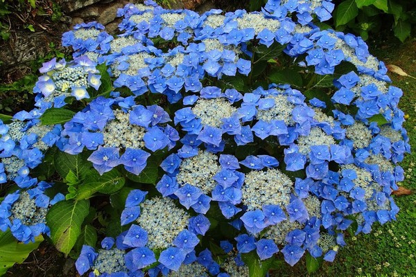 rough macrophylla